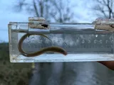American Brook Lamprey, photographed in Ohio