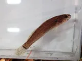 Spottail Darter, photographed in Tennessee