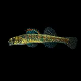Iowa Darter, photographed in Ohio