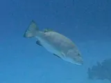 Cubera Snapper, photographed in West Bay