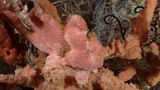 Commerson's Frogfish, photographed in Southern Leyte