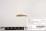 Mirror Shiner, photographed in North Carolina