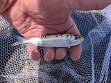 Bluestripe Herring, photographed in Hawaii