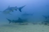 Bull Shark, photographed in Baja California Sur