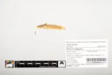 Elegant Madtom, photographed in Kentucky