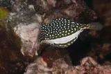 Ostracion whitleyi, photographed in Hawaii