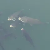 Bigmouth Buffalo, photographed in Missouri