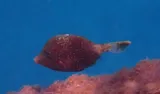 Planehead Filefish, photographed in Tarrafal de São Nicolau