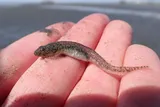 Arrow Goby, photographed in British Columbia