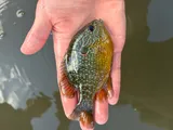 Northern Sunfish, photographed in Ohio