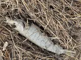 Longnose Killifish, photographed in Florida