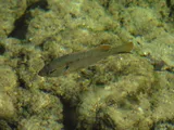 Spotted Sunfish, photographed in Florida