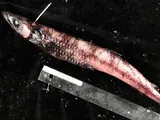 Scaly Waryfish, photographed in British Columbia
