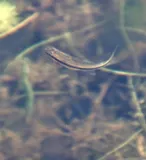 Bridle Shiner, photographed in New York