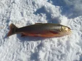 Arctic Char, photographed in Trøndelag