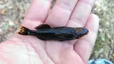 Harlequin Darter, photographed in Tennessee