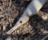 Spotted Gar, photographed in Louisiana