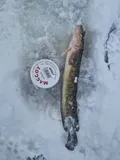 Burbot, photographed in Trøndelag