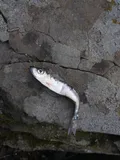 Pacific Herring, photographed in British Columbia