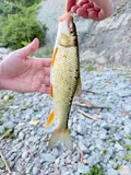 Golden Redhorse, photographed in Ohio