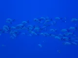 Humpback Red Snapper, photographed in Koror