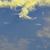 Redside Shiner, photographed in Oregon