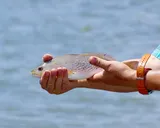 Red Drum, photographed in Texas