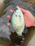 White Crappie, photographed in Ohio