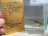 Tubenose Goby