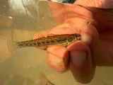 Cypress Darter, photographed in Missouri
