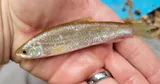 Eastern Silvery Minnow, photographed in Maryland