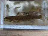 Swamp Darter, photographed in Florida