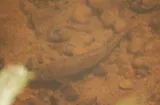 Blacktip Jumprock, photographed in North Carolina