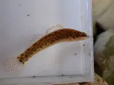 Egg-mimic Darter, photographed in Tennessee