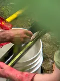 Cutthroat Trout, photographed in Oregon