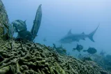 Bull Shark, photographed in Baja California Sur