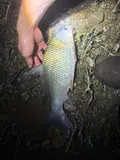 River Carpsucker, photographed in Ohio