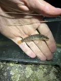 Sooty Darter, photographed in Tennessee