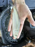 Skipjack Shad, photographed in Kentucky