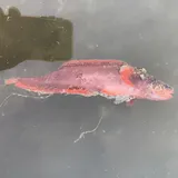 Red Brotula, photographed in California