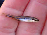 Bedrock Shiner, photographed in Tennessee