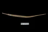 Shorttailed Pipefish, photographed in West Java
