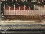 Spotfin Spiny Eel, photographed in Florida