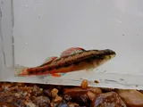 Firebelly Darter, photographed in Kentucky