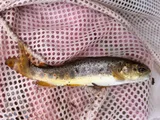 Brown Trout, photographed in Utah