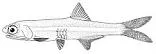 Cuban Anchovy