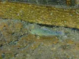 Comanche Springs Pupfish, photographed in Texas