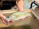 Spotted Bass, photographed in Ohio