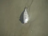 Banded Drum, photographed in North Carolina