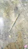 Ohio Lamprey, photographed in Pennsylvania